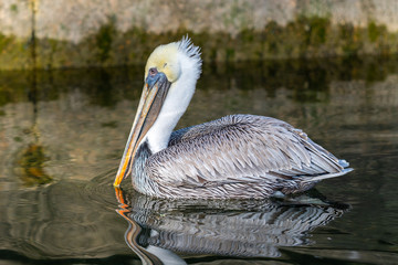 Portrait of an adult Brown Pelican (Pelecanus occidentalis) on calm water at golden hour.