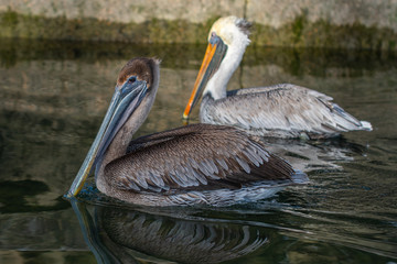 Portrait of a juvenile and adult Brown Pelican (pelecanus occidentalis) swimming together on water as evening approaches.