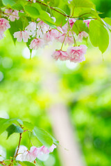 Obraz na płótnie Canvas Beautiful pink cherry blossom (Sakura) flower. Soft focus cherry blossom or sakura flower on blurry background. Sakura and green leaves in the sun. Copy space