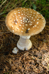 champignon de forêt