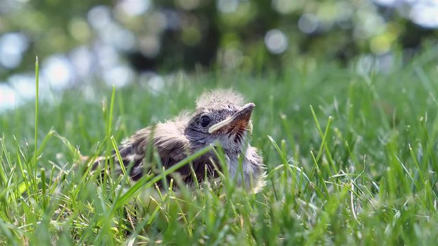 Flycatcher chick waits for parents in the grass.