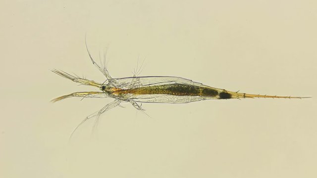 larvae nauplios Copepoda inder microscope, family Pontellidae, order Calanoida, prevail in plankton in many parts of the world's oceans, many commercial fish depend on them in their diet