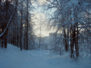 In the winter forest, the trees are covered with snow. The branches of the trees bend under the weight of the snow to the bottom. A well-trodden forest path winds through the trees.