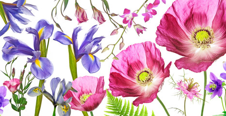 three poppies, irises and other flowers  on white background