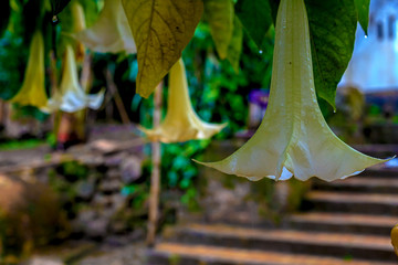Brugmansia close-up on the background of the ruins of Sala Colonia and the Islamic complex Chellah.