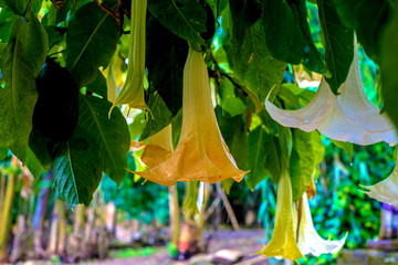 Brugmansia close-up on the background of the ruins of Sala Colonia and the Islamic complex Chellah.