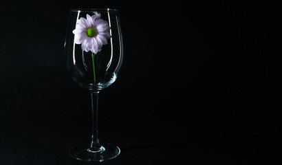 Close up view of lilac chrysanthemum in wineglass on black background, healthy lifestyle concept