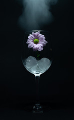 Ice cubes and daisy in cleat wine glass on black background