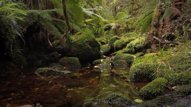 Clear Pristine stream surrounded by native bush, New Zealand