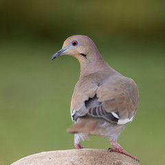 White winged dove backyard home feeder at sunshine