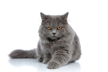 british longhair cat lying down with one paw forward
