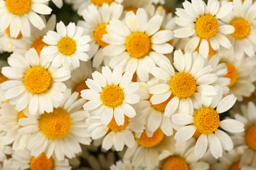 Foto op Canvas Close up background of chamomile flowers © breakingthewalls
