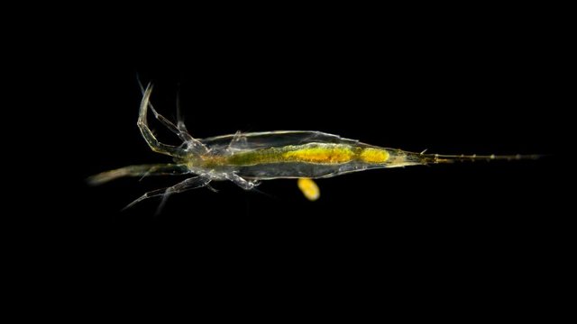 larvae nauplios Copepoda inder microscope, family Pontellidae, order Calanoida, prevail in plankton in many parts of the world's oceans, many commercial fish depend on them in their diet