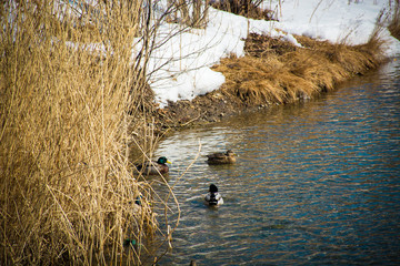 wild ducks swim near the river Bank