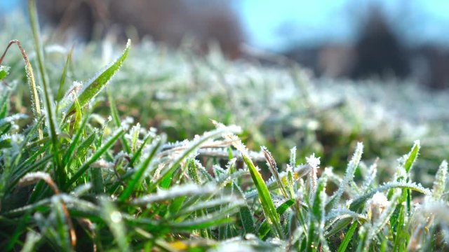 Close-up. Frozen green grass, slowly warm yourself under the rays of the spring sun. The arrival of spring.