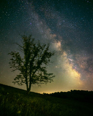 tree under Milky way
