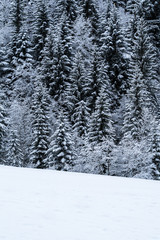 Schneebedeckter Nadelwald nach Schneefall