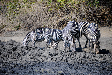 Zebra in Mana Pools National Park, Zimbabwe