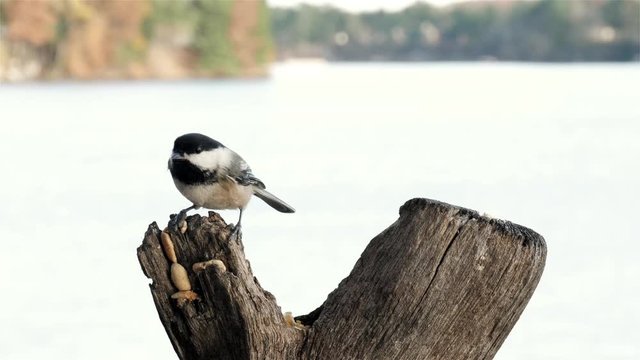 Small bird holds a nut between its toes to eat.