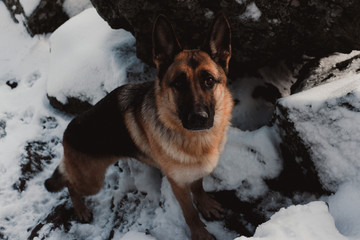 dog in the snow
