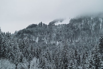 Winterlandschaft mit schneebedeckten B&auml;umen auf den Bergen im Nebel