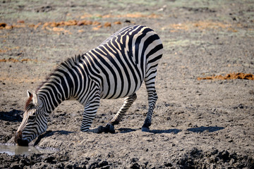 Naklejka na ściany i meble Zebra in Mana Pools National Park, Zimbabwe
