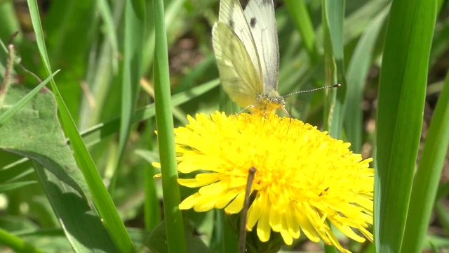 Large white butterfly feeds on a dandelion flower and flies away, close up. Slow motion, 240 fps