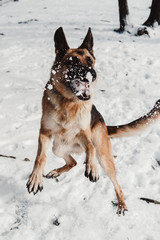 dog jumping in the snow