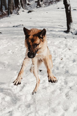 dog jumping in the snow