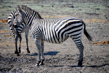 Zebra in Mana Pools National Park, Zimbabwe