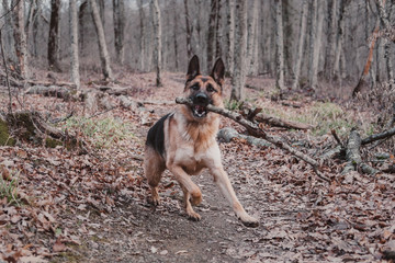  German shepherd in the forest