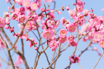 pink plum(ume) blossoms in spring
