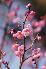pink plum(ume) blossoms in spring