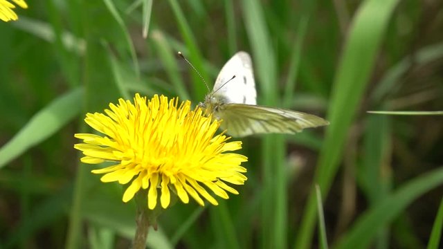 Butterfly feeds on a dandelion flower and flies away, macro. Slow motion, 240 fps