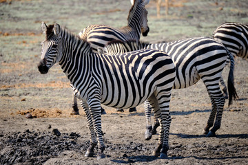 Plakat Zebra in Mana Pools National Park, Zimbabwe