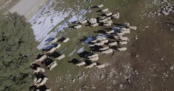 Reba&ntilde;o de ovejas pastando entre la naturaleza y la nieve de las monta&ntilde;as - Drone 4k