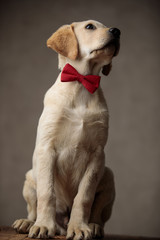 adorable labrador retriever wearing red bowtie and looking up