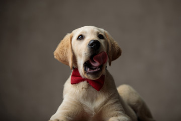 cute labrador retriever sticking out tongue and wearing bowtie