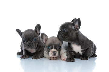 Three joyful French bulldog puppies curiously looking aroun