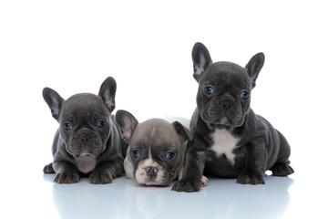 Adorable French bulldog cubs looking forward and being curious