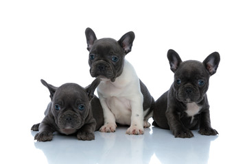 Adorable French bulldog cubs looking around interested