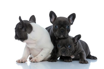 Cute French bulldog cubs protecting and comforting each other