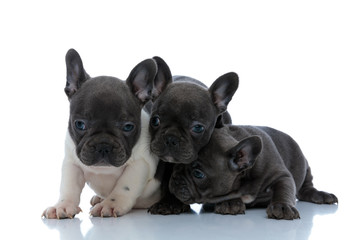 Lovely French bulldog cubs comforting and hugging each other