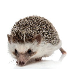 african hedgehog walking ahead and sniffing something