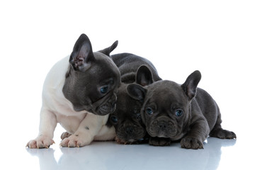 Three charming French bulldog puppies hugging and embracing each other