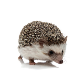 african hedgehog with black fur walking ahead happy