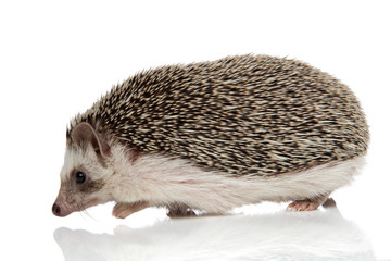 african hedgehog with black fur walking on his path happy