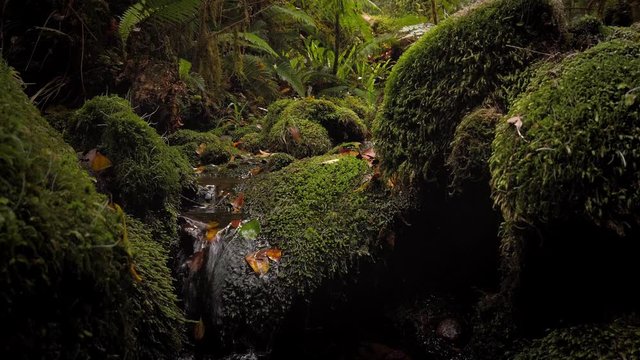 Clear Pristine stream surrounded by native bush, New Zealand