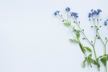 Fototapeta premium Creative flatlay composition of forget me not isolated on white background Space for text