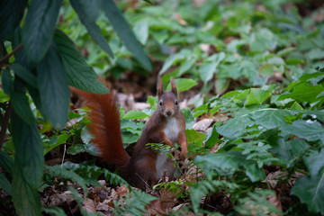 Eichhörnchen